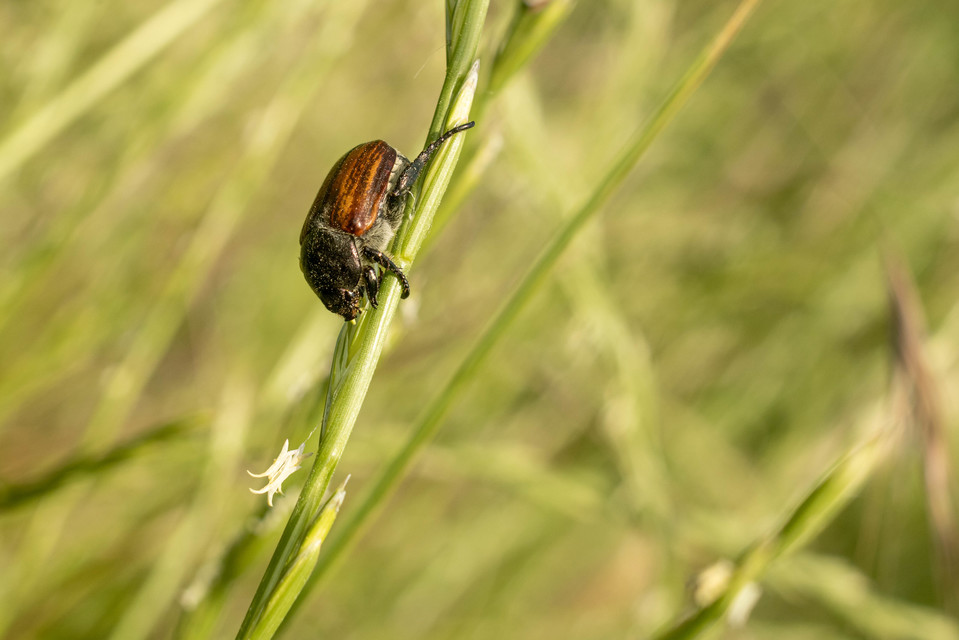 Anisoplia tempestiva - gabonaszipoly
