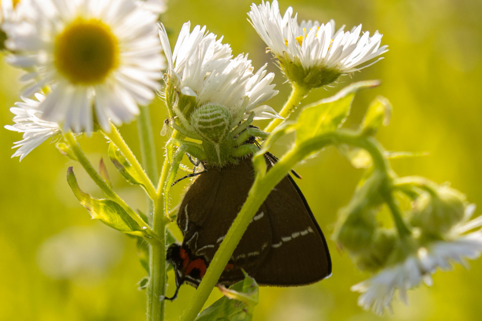 Heriaeus graminicola/hirtus