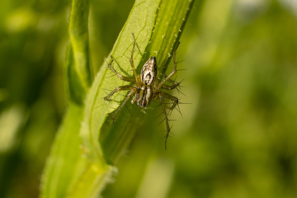 Oxyopes lineatus