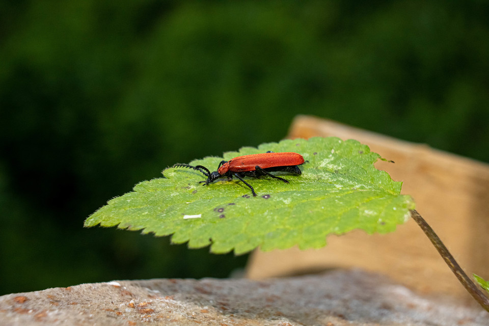 Pyrochroa coccinea - nagy bíborbogár