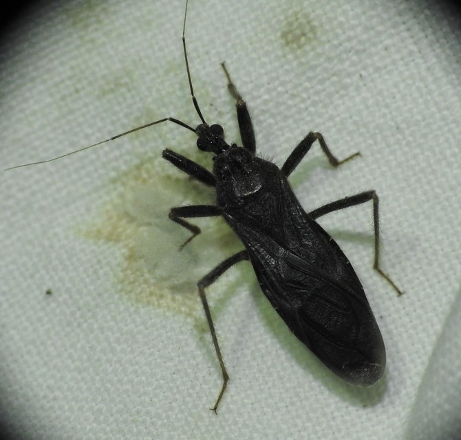 Reduvius personatus - szemetes zugpoloska