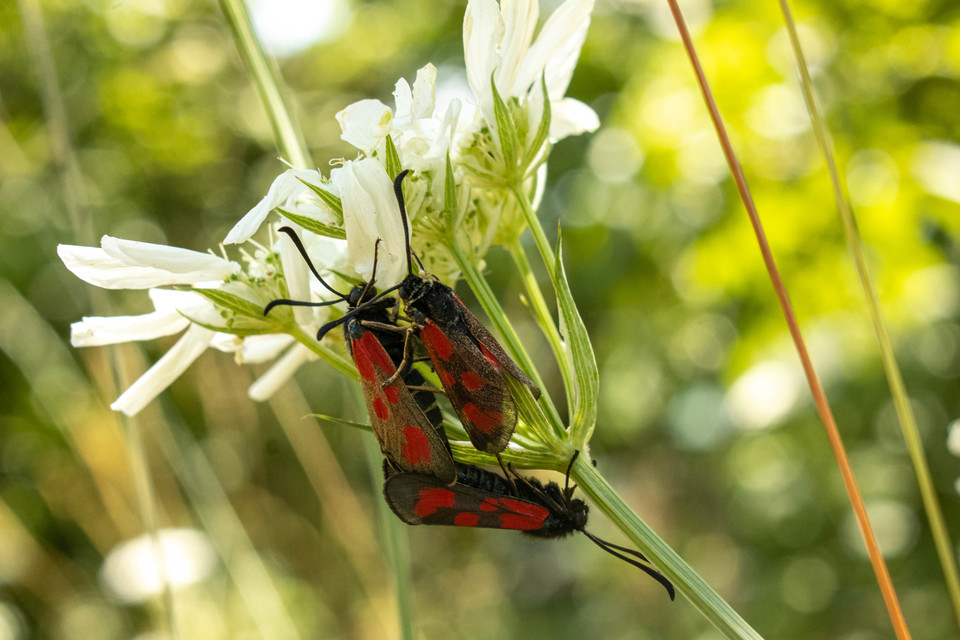 Zygaena loti - közönséges csüngőlepke