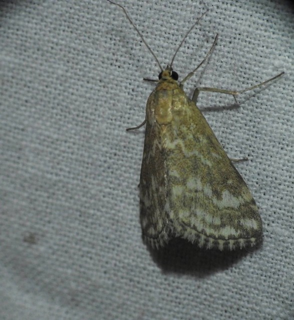 Evergestis frumentalis - tavaszi dudvamoly