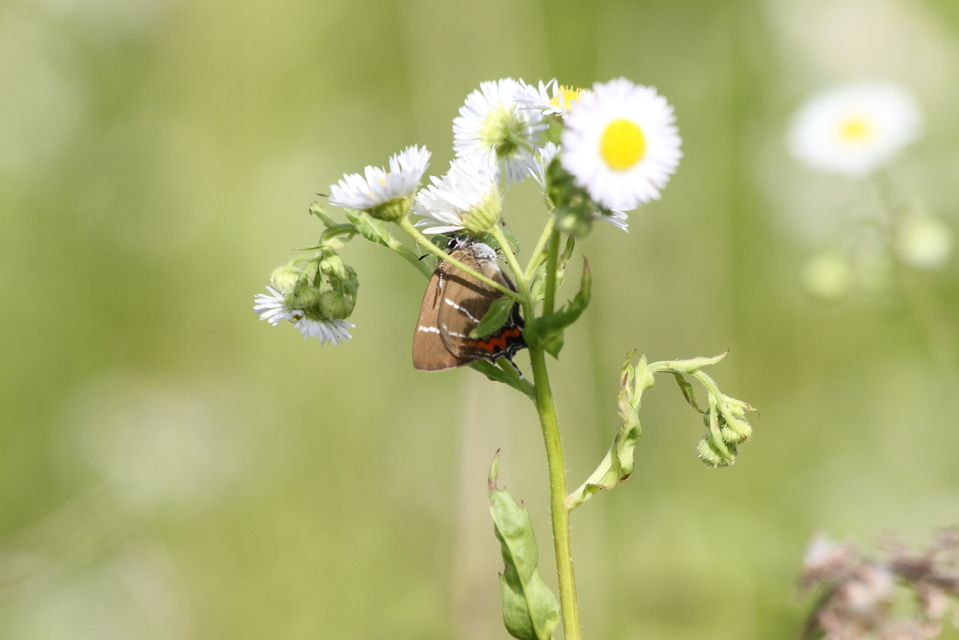 Satyrium w-album - szilfa-csücsköslepke