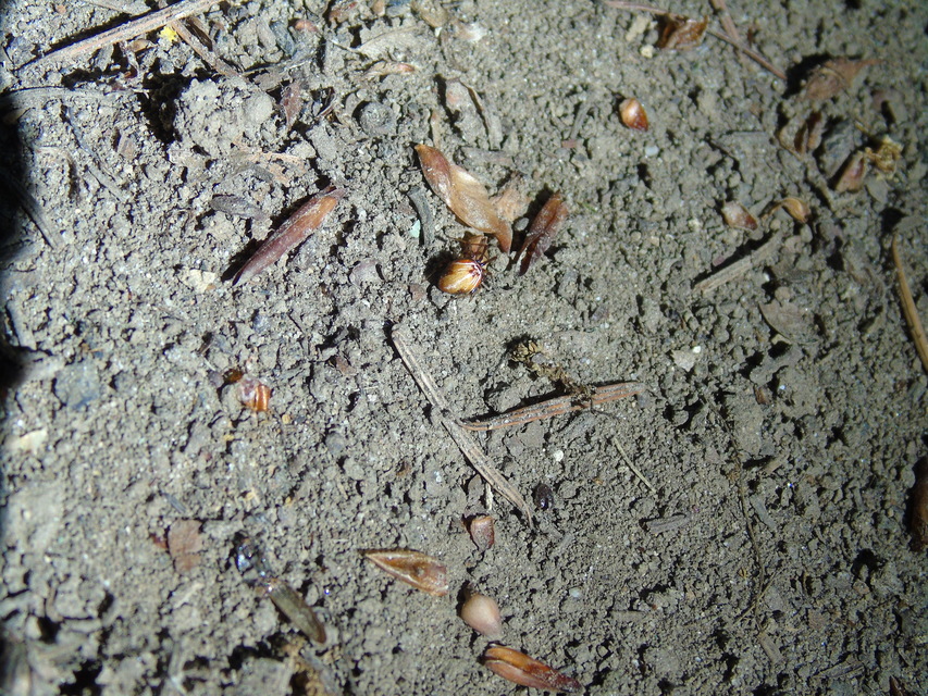 Parasteatoda lunata - holdas törpepók