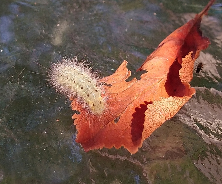 Diaphora mendica - felemás medvelepke