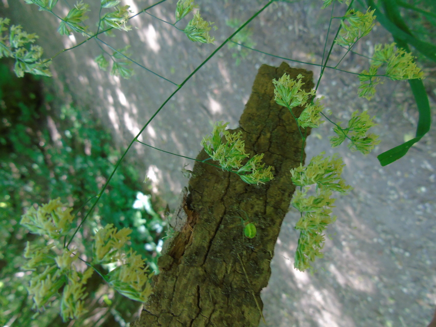 Araniella