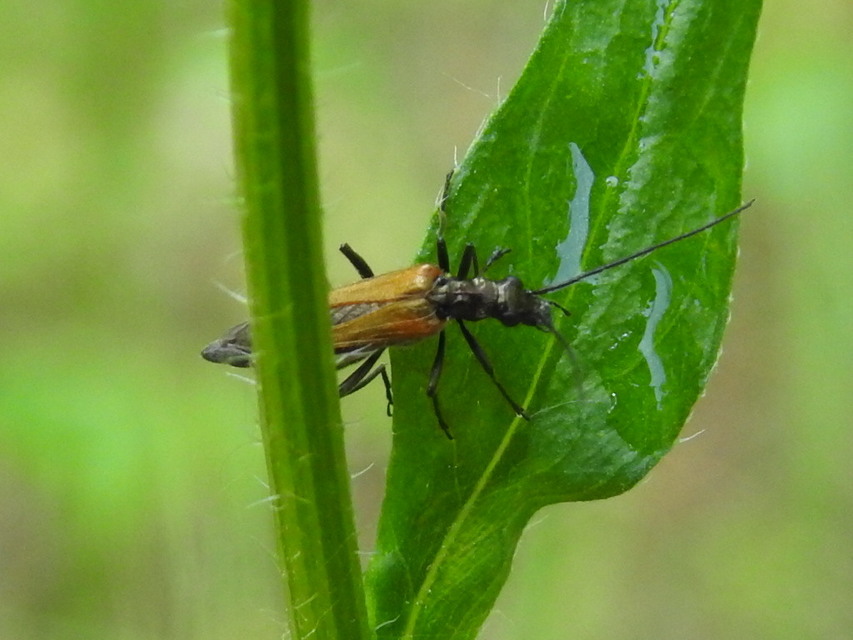 Oedemera femorata - sárgahátú álcincér