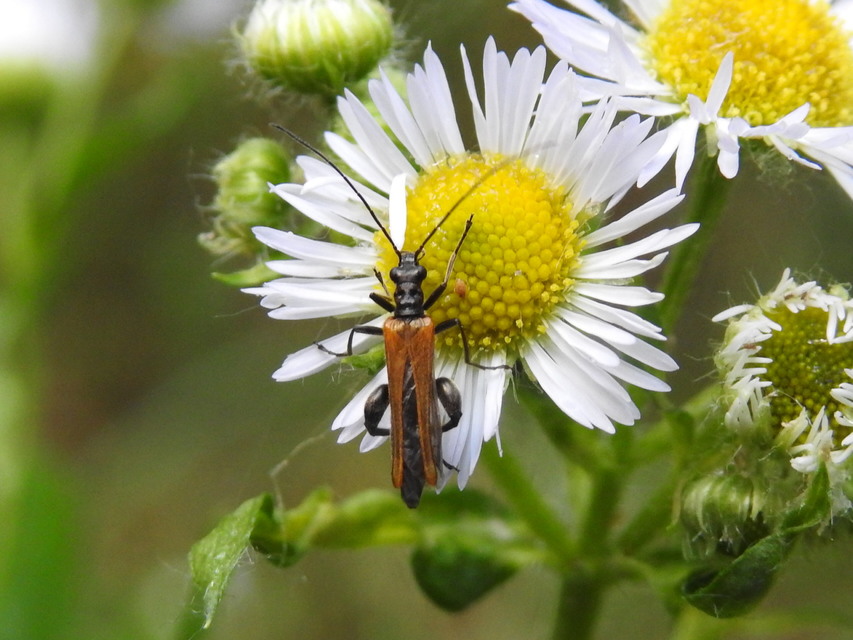 Oedemera femorata - sárgahátú álcincér