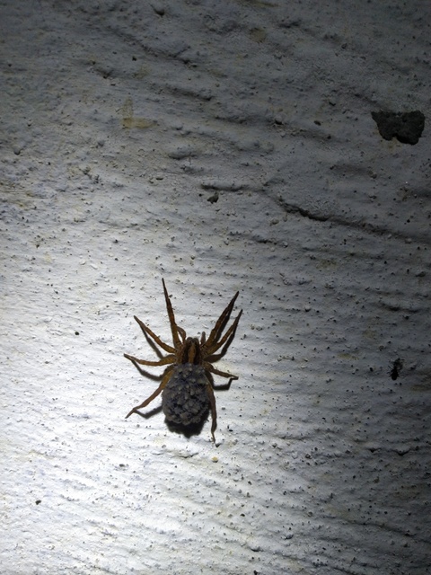 Trochosa