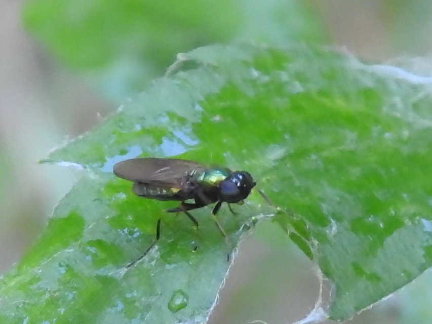 Chloromyia formosa - közönséges fémeslégy