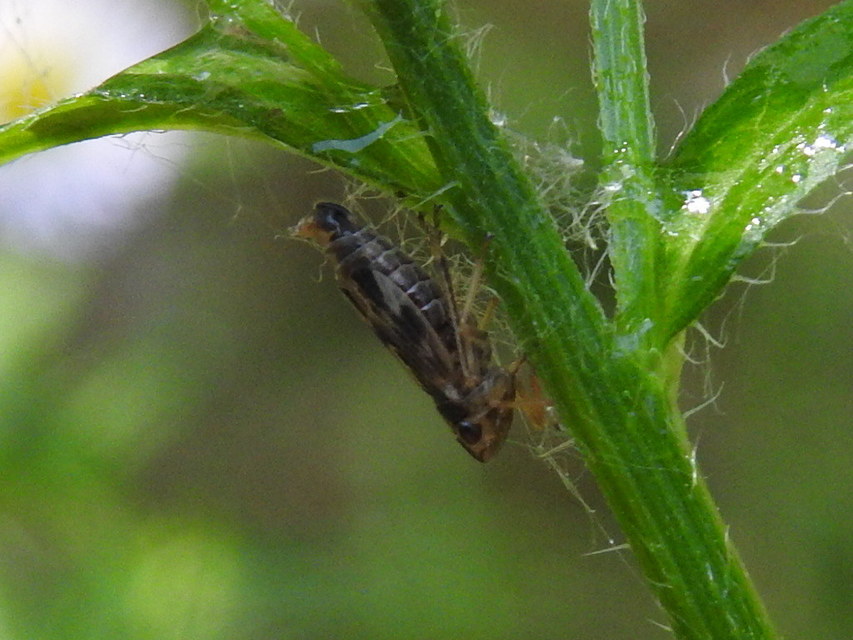Evacanthus acuminatus