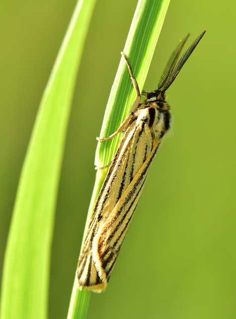 Spiris striata - csíkos molyszövő