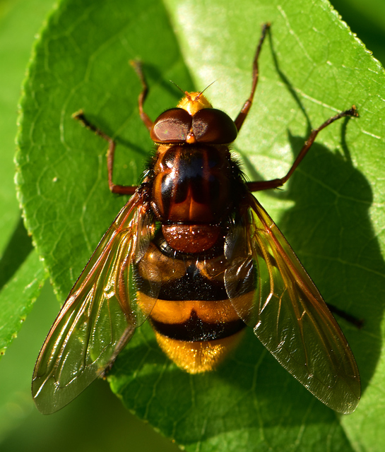 Volucella zonaria - kétöves pihelégy