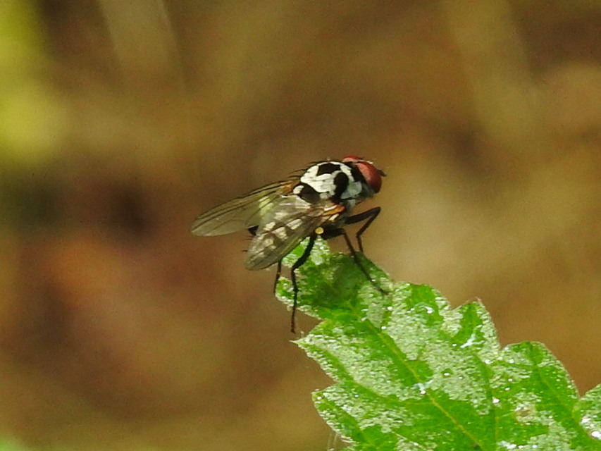 Anthomyia