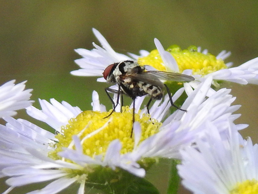 Anthomyia procellaris