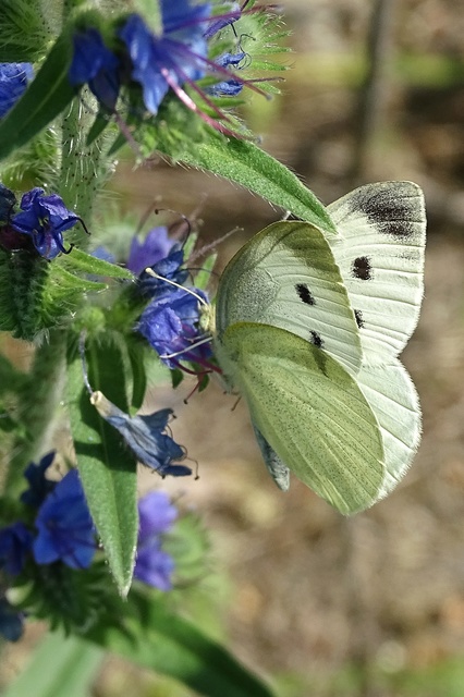 Pieris rapae - répalepke