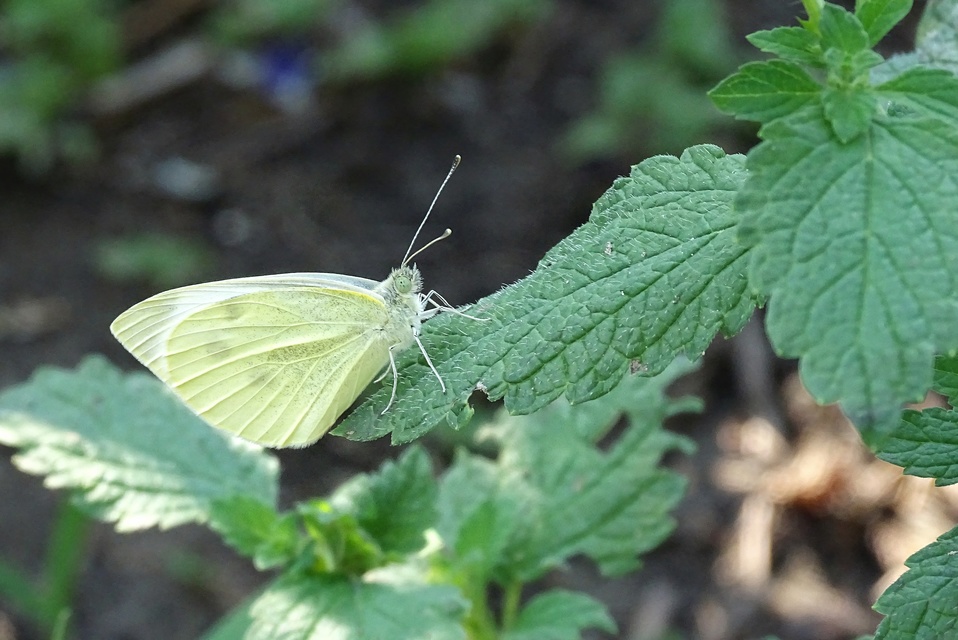 Pieris rapae - répalepke