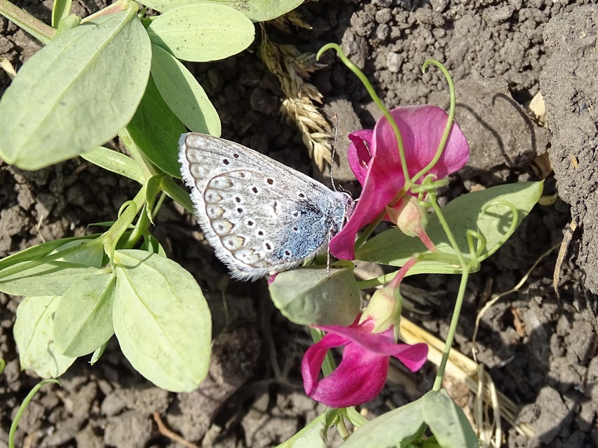 Polyommatus icarus - közönséges boglárka