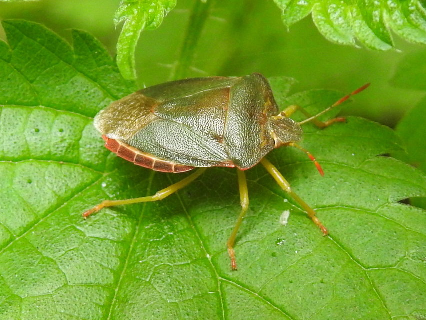 Palomena prasina - zöld bogyómászó-poloska Palomena prasina - zöld bogyómászó-poloska