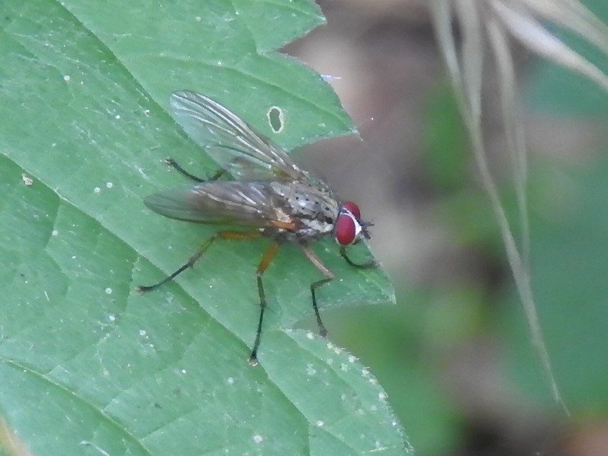 Anthomyiidae - viráglegyek