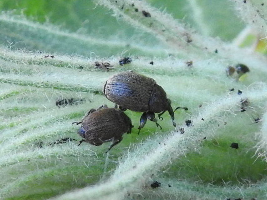 Rhinusa tetra - magtoklakó ökörfarkkóró-ormányos