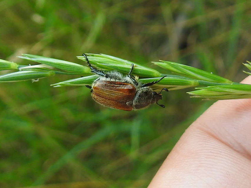 Chaetopteroplia segetum - rozsszipoly