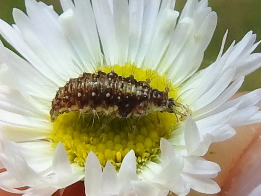 Chrysopidae - zöldfátyolkák