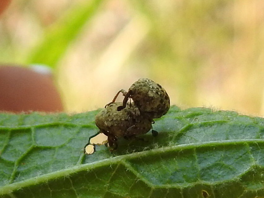 Cionus thapsus - kis ökörfarkkóró-gömbormányos