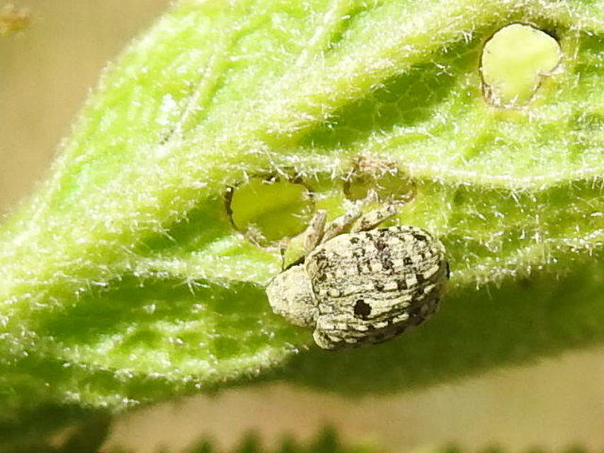 Cionus thapsus - kis ökörfarkkóró-gömbormányos