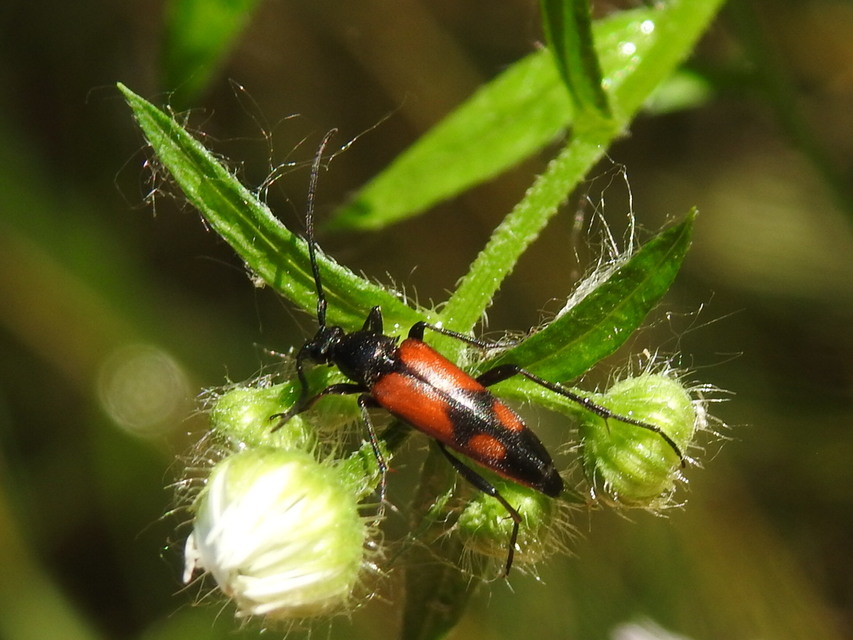 Stenurella bifasciata - kétöves karcsúcincér