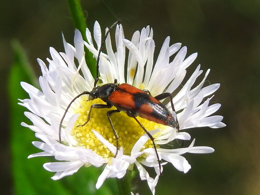 Stenurella bifasciata - kétöves karcsúcincér