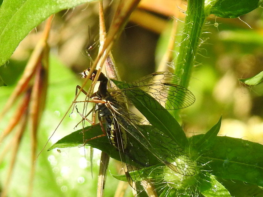 Raphidioptera - Tevenyakú-fátyolkák