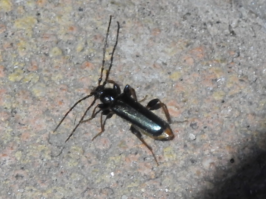 Phymatodes testaceus - változékony korongcincér Phymatodes testaceus - változékony korongcincér