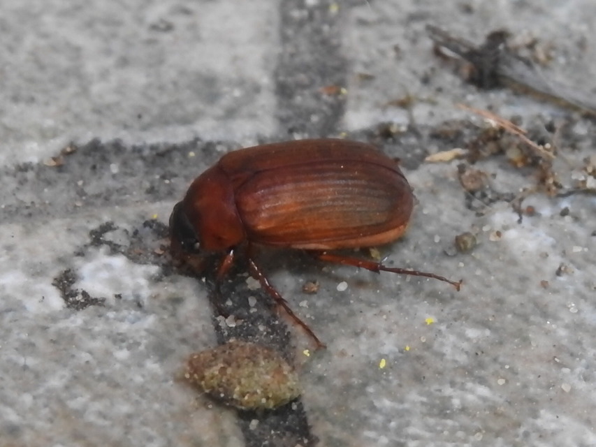 Serica brunnea - homoki kiscserebogár