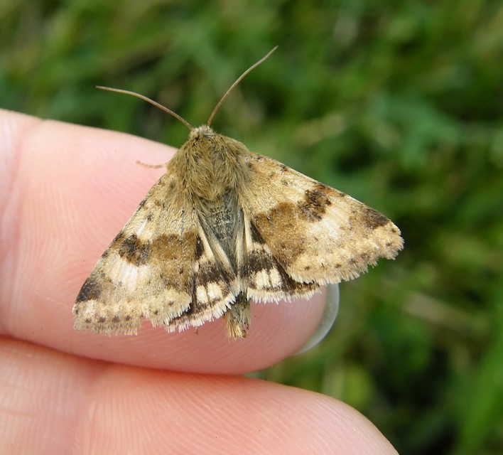 Heliothis viriplaca - mácsonyabagoly