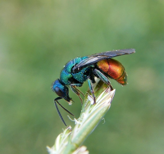 Hedychrum
