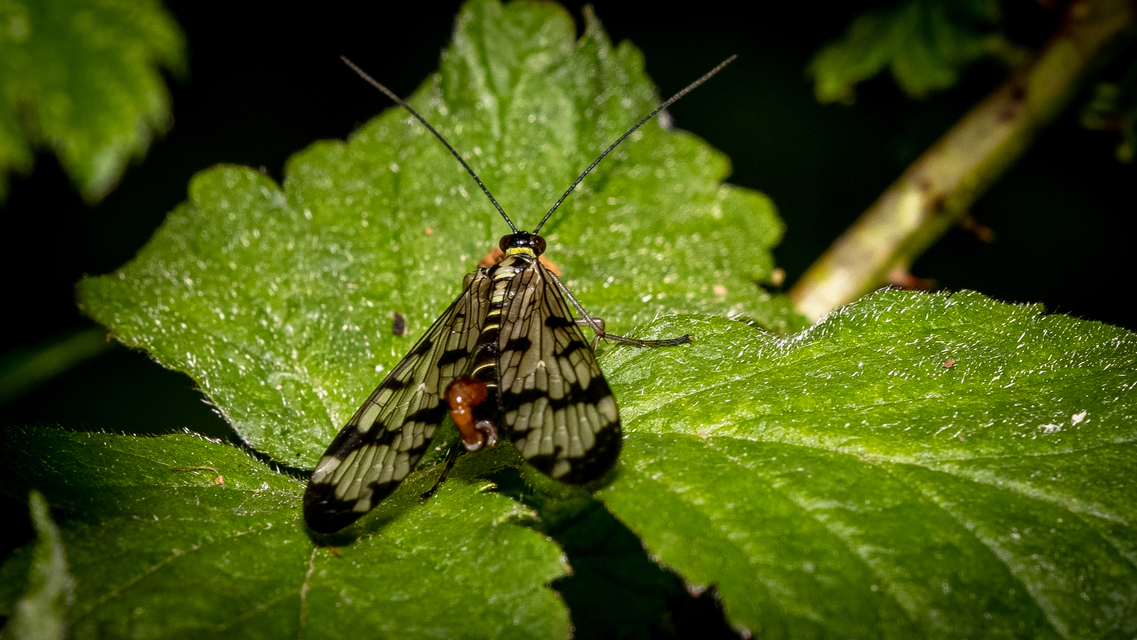 Panorpa communis/vulgaris