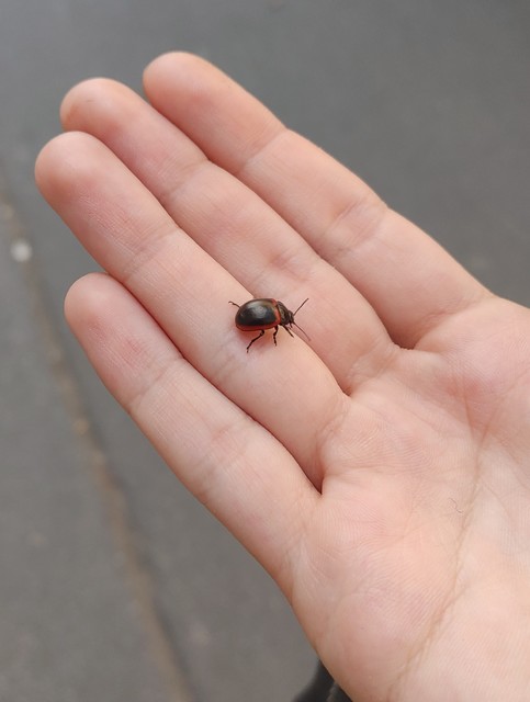Chrysolina limbata - keretes levélbogár