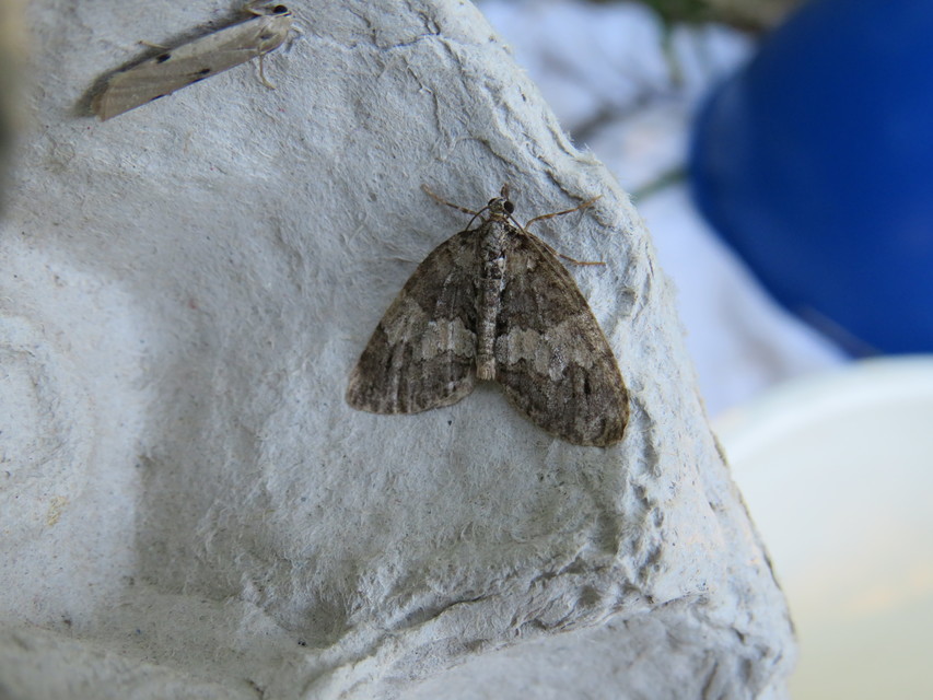 Hydriomena impluviata - égerfa-araszoló
