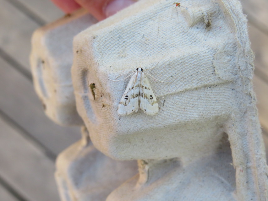 Parapoynx stratiotata - közönséges vízimoly