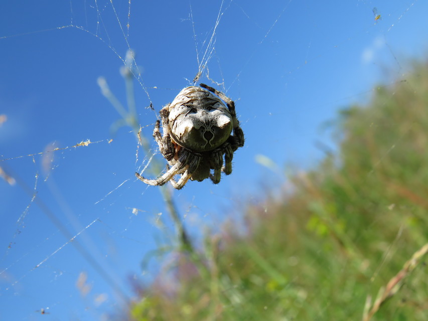 Araneus grossus - óriás keresztespók