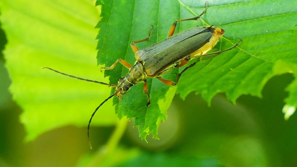 Stenocorus meridianus - fűz-gyökércincér