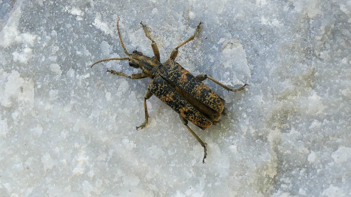 Rhagium sycophanta - tölgyes-tövisescincér