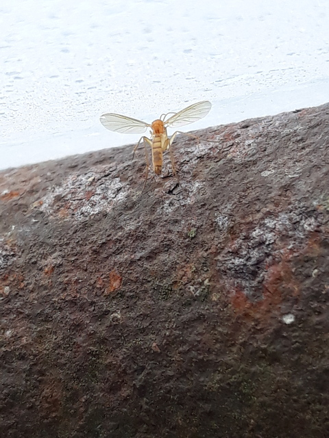 Mycetophilidae - gombaszúnyogok