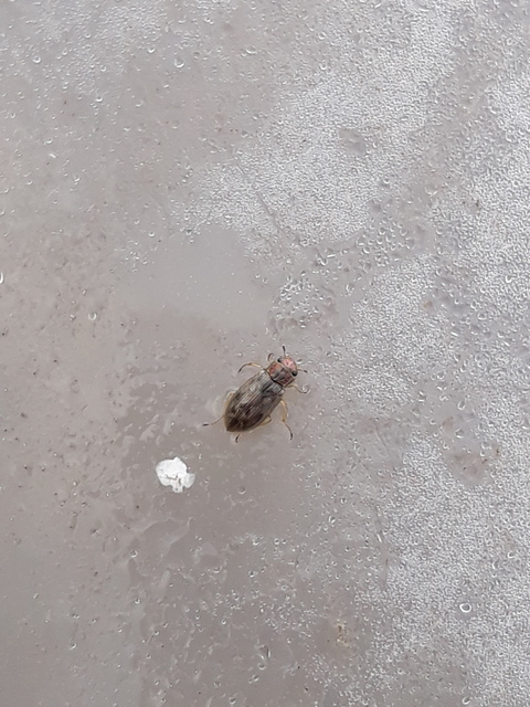 Helophorus