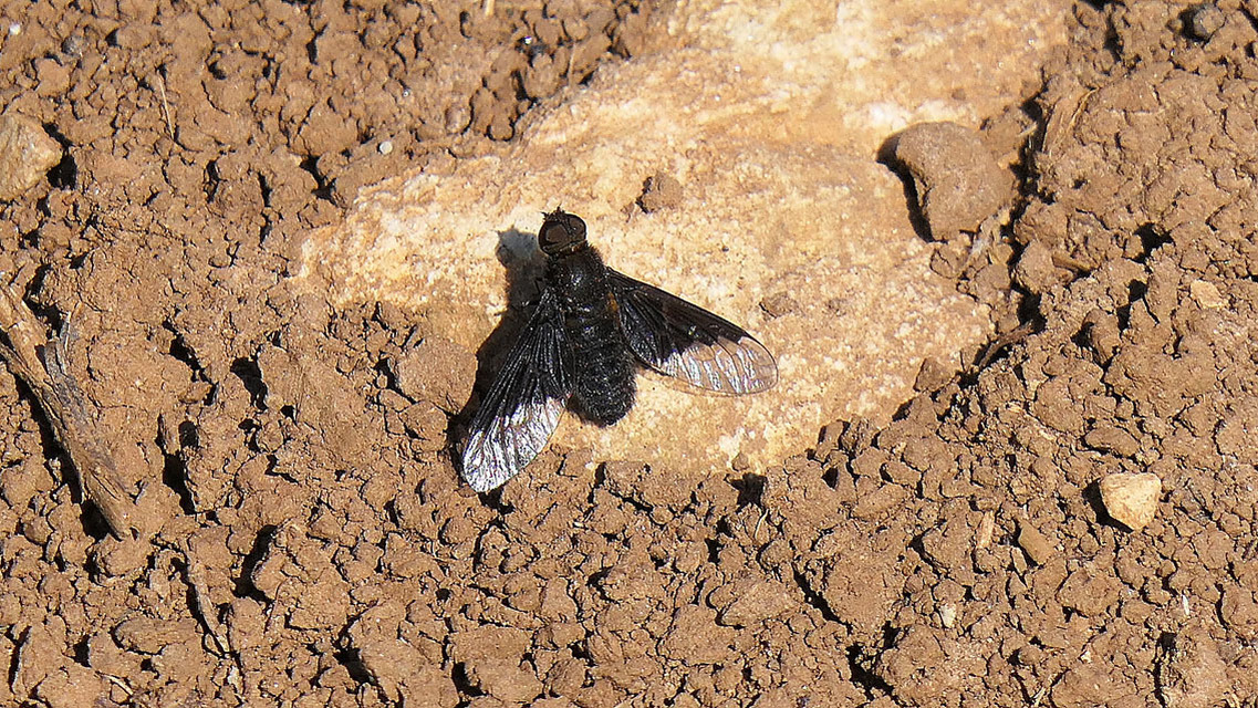 Hemipenthes morio - közönséges gyászlégy