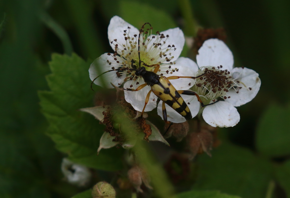 Rutpela maculata - tarkacsápú karcsúcincér