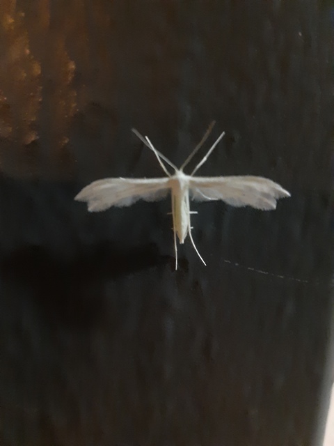 Pterophorus pentadactyla - fehér tollasmoly