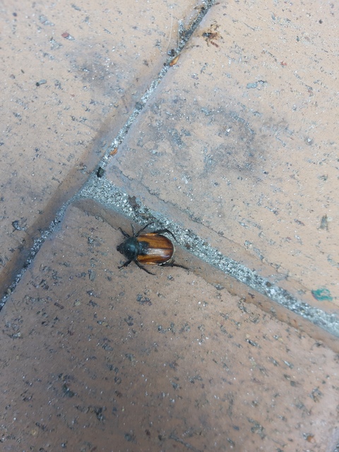 Anisoplia austriaca - osztrák szipoly